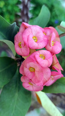 Euphorbia milii flower or crown of thorns flower