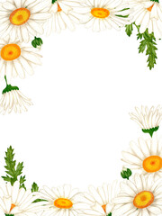 Banner made of watercolor white flowers and leaves. Chamomile for design of invitation.