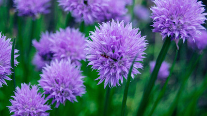 Purple onion flower close up photo made outside. 