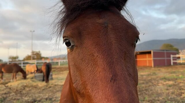 Close up of brown horse in paddock or corral farm on cloudy background. Portrait of bay curious horse looking at camera. Head of horse video, macro animal eye. Breeding horses 
