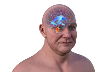 Anatomy of the fourth brain ventricle, 3D illustration