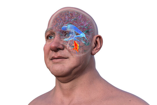 Anatomy of the fourth brain ventricle, 3D illustration