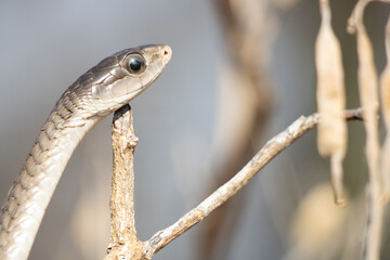 Female Boomslang (Dispholidus typus) Perched on a Branch