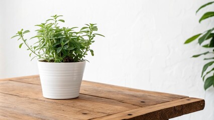 Fototapeta premium A small green plant in a white pot sits on a wooden table , isolated on white background