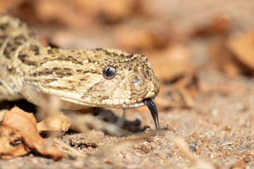 Puff Adder (Bitis arietans) Close-Up with Tongue Sensing Environment