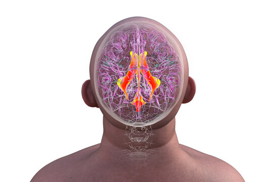 Ventricular system of the brain, 3D illustration