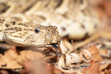 Puff Adder (Bitis arietans) Close-Up with Tongue Flicking