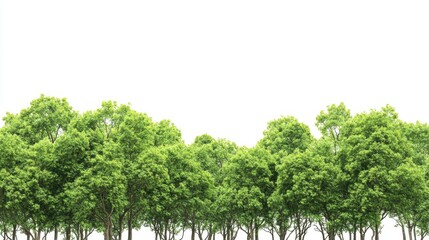 Fototapeta premium Lush Green Trees Creating a Natural Borders with Healthy Canopy Under Bright Sky Ideal for Environmental and Nature-Themed Projects and Designs