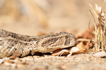Puff Adder (Bitis arietans) Camouflaged Among Dry Leaves