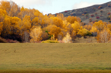 A forest of golden birch
