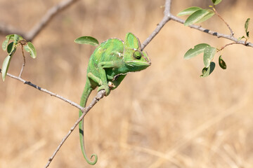Veiled Chameleon (Chamaeleo calyptratus) Perched on a Branch in Natural Habitat