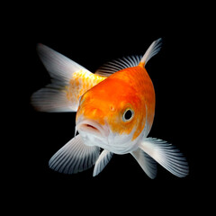 Goldfish isolated on black background. Wakin Goldfish