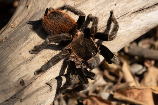 Red Rump Tarantula (Tliltocatl vagans) on Tree Bark in Natural Habitat
