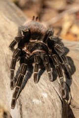 Red Rump Tarantula (Tliltocatl vagans) Close-Up on Natural Surface