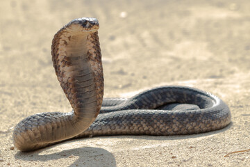 Fototapeta premium Snouted Cobra (Naja annulifera) in Defensive Display on Sandy Terrain