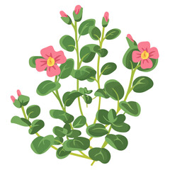 A Simple flat design 2D icon pink purslane branch isolated on a white background, vector, flat design, animation design, vector, flat design, animation design, simple flat 2D icon, minimalist