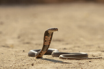 Mozambique Spitting Cobra (Naja mossambica) with Raised Hood in Defensive Display