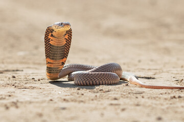 Mozambique Spitting Cobra (Naja mosambica) in Defensive Posture on Sand