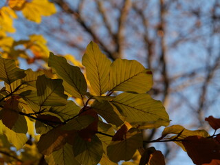 Buczyna © Maciej Bonk