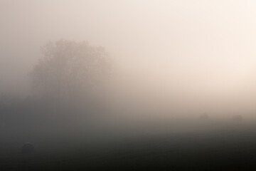 Arbre dans la brume Ardèche France