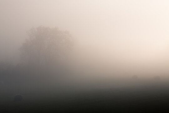 Arbre dans la brume Ardèche France