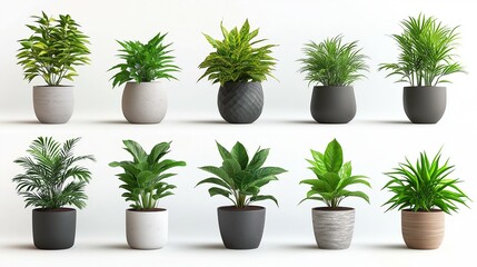 Fototapeta premium Plants in white ceramic pot: ficus lyrata, Sansevieria, pachira, zz zamioculcas zamiifolia or zanzibar gem plant. Variety of species. Isolated on a white background.