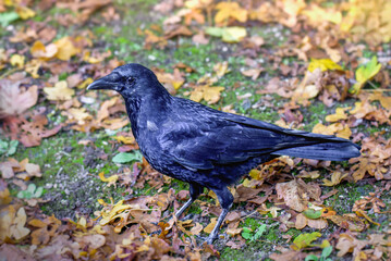 Black crow in autumn against the background of yellowed leaves, close-up