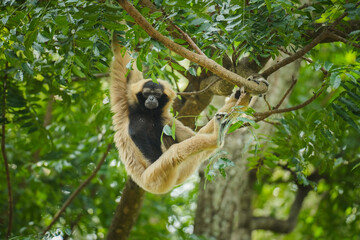 pileated gibbon on tree