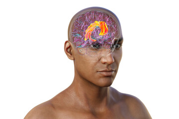 Human brain with highlighted cingulate gyrus, 3D illustration