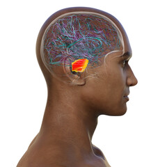 Human brain with the pons highlighted in red, 3D illustration