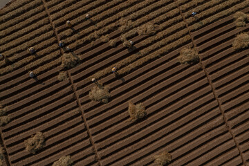 in a field growing carrots according to new standards of clean agriculture and food safety. Photo taken in Bac Ninh on October 13, 2024.	