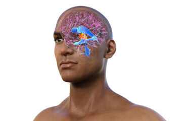 The third brain ventricle, 3D illustration