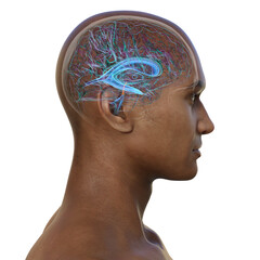 Human brain with the cerebral aqueduct and the ventricular system, 3D illustration