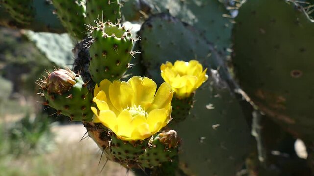 close detail of opuncia in flower
