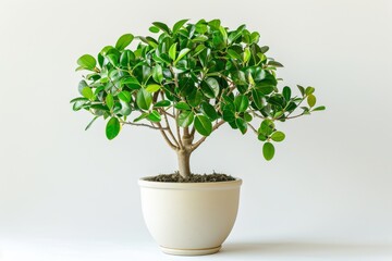 Obraz premium Ficus in Flowerpot Closeup, Ficus Macro House Plant in Flowerpot on Blurred Background, Copy Space