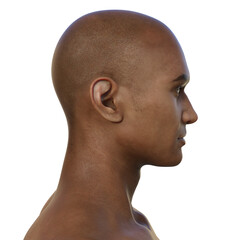 A young man's hairless head from side view, 3D illustration
