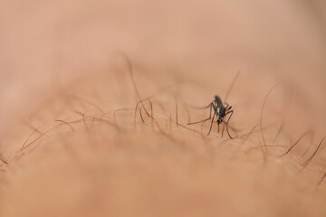 Close-up view of Mosquito sucking blood on skin