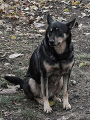 Alert German Shepherd Dog Sitting in Autumn Leaves Outdoors