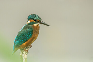 subime portrait d'un très joli martin-pêcheur, de profil, de très près, très détaillée,  en automne, sous une lumière douce, avec un effet pastel