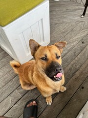 Bali dog brown colour