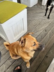 Bali dog brown colour