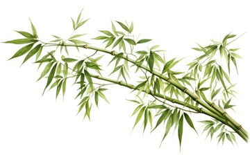 Fototapeta premium Bamboo plant white background freshness.