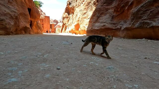 Petra, Jordan : A cat playing inside the rose city of Petra (Tourism in jordan)