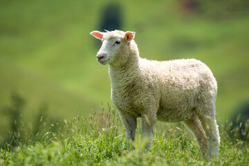 lamb in lush green grassy field