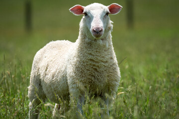 Obraz premium lamb in lush green grassy field