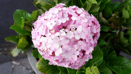 Hortensia (Hydrangea) beautiful pink flowers