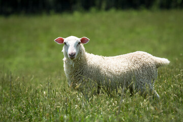 lamb in lush green grassy field