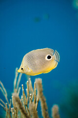 A beautiful fish hiding in the colourful coral reef on Curacao island in the Caribbean Sea. Scuba Diving underwater photography	