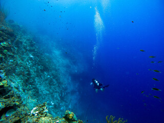 A Scuba diver on a large coral reef cliff in the blue waters of the Caribbean sea in Curacao. This group of fishes is better known as bait ball	