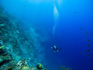 A Scuba diver on a large coral reef cliff in the blue waters of the Caribbean sea in Curacao. This group of fishes is better known as bait ball	